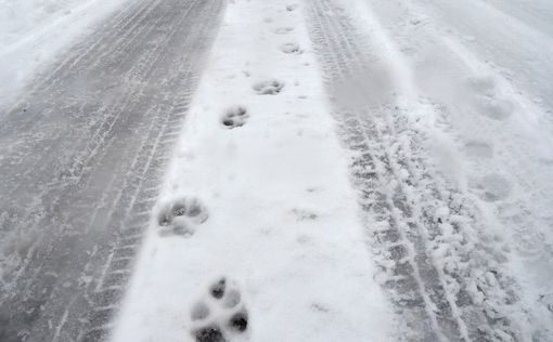 В Саудовской Аравии выпал снег