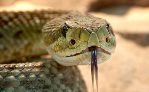 Змея напала на мужчину в поселении на побережье Средиземного моря