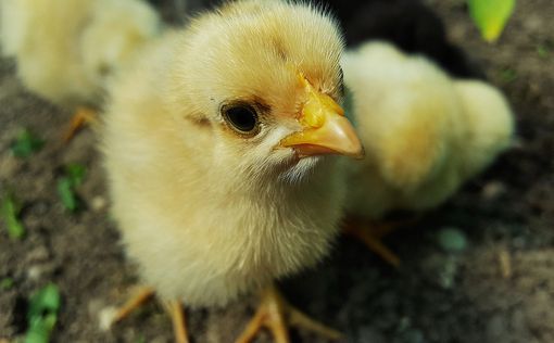 Chick-fil-A отменила обязательство по производству курицы без антибиотиков