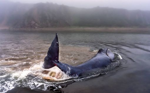 В Хабаровском крае спасли кита, застрявшего в устье реки