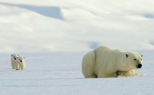 Берлинский зоопарк приветствует детеныша белого медведя