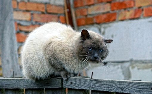 Кошку подозревают в убийстве японской старушки