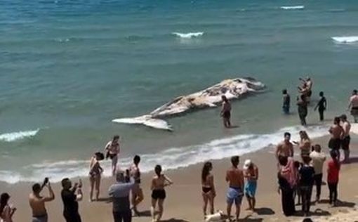 На пляж Тель-Авива вынесло тушу огромного мертвого кита