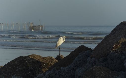 В Средиземном море археологи нашли кладбище кораблей