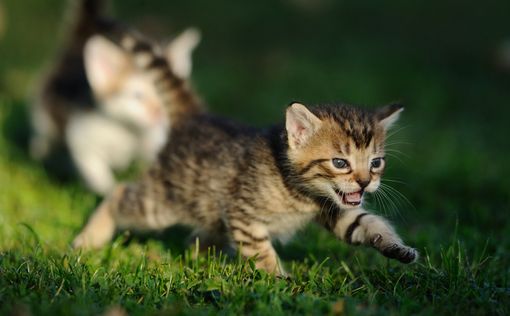 Ученые: кошки знают законы физики