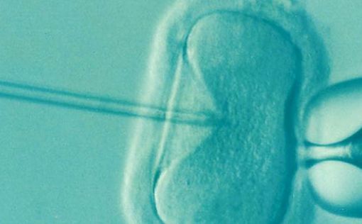 Десятки женщин в Ассута вынуждены прервать цикл IVF