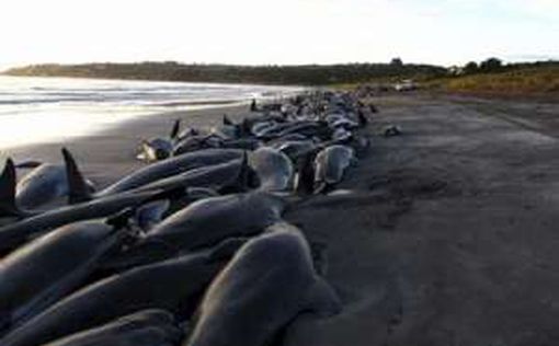 В Новой Зеландии на берег выбросились более 400 дельфинов