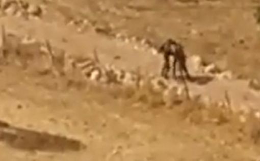 Видео: террорист ранен в момент попытки отобрать оружие у солдата