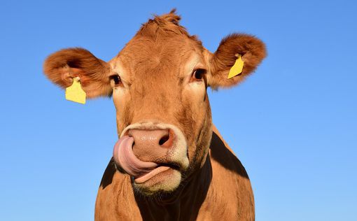 В Англии огромное стадо коров переполошило деревню