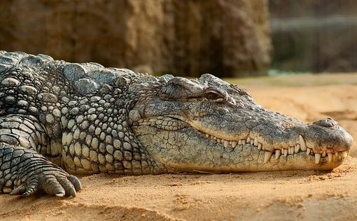 В Австралии найдены останки девочки, на которую во время купания напал крокодил