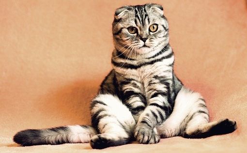 Рэперша откопала умершего кота и сварила его останки