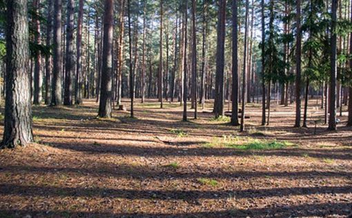 Европейские чиновники медитируют в лесу ради спасения планеты