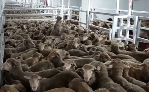 Австралия повторно посылает корабль с овцами в Израиль