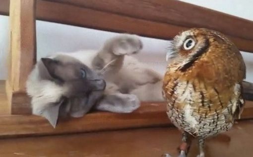 Кот и сова тоже могут быть друзьями