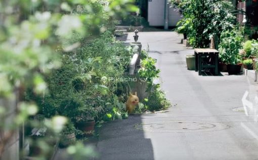 Геймеры начнут ловить виртуальных покемонов в своих городах