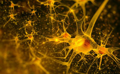 Ученые нашли метод регенерации нервных клеток