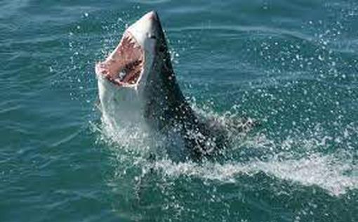 Белая акула напала на женщину в Калифорнии
