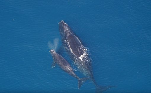 В водах Британии массово гибнут редкие киты