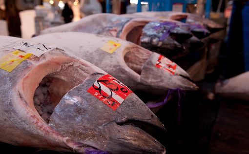 В Японии продали 200 кг голубого тунца за 14 млн иен
