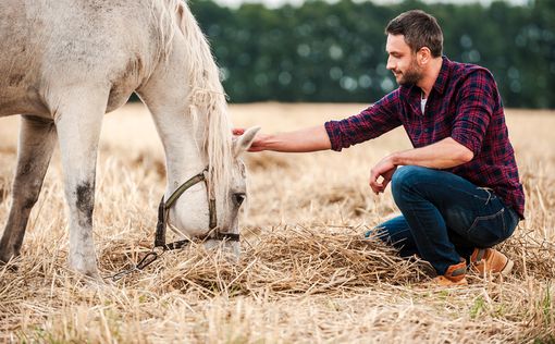 Люди и лошади могут общаться на языке знаков