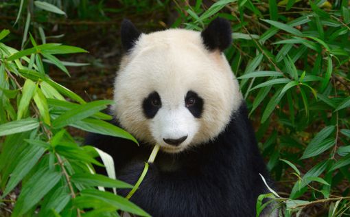 В зоопарке Китая живёт очень эмоциональная панда