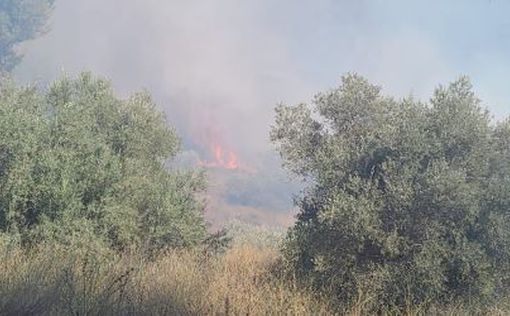 В Турции люди гибнут из-за лесных пожаров