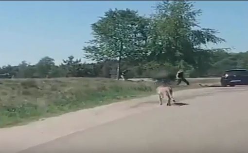 Видео: французская семья чудом спаслась от стаи гепардов