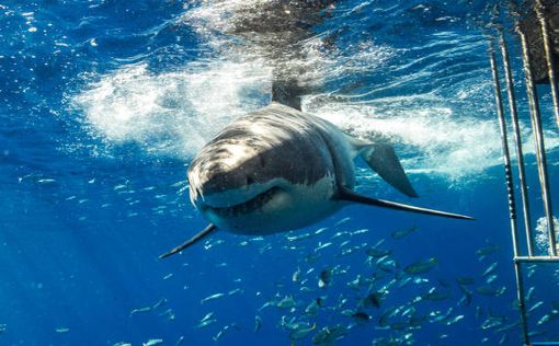 Сотни больших белых акул охотятся вдоль популярных пляжей