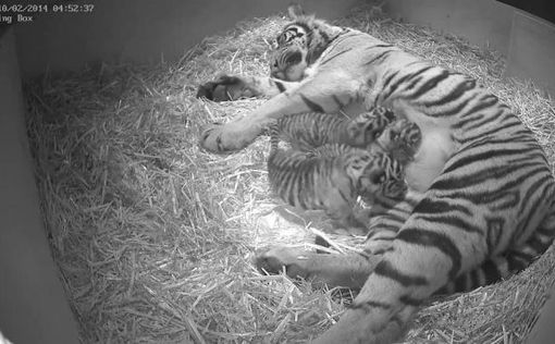 В зоопарке Лондона родились суматранские тигрята