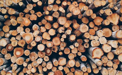 Болгария введет запрет на экспорт древесины из-за дефицита