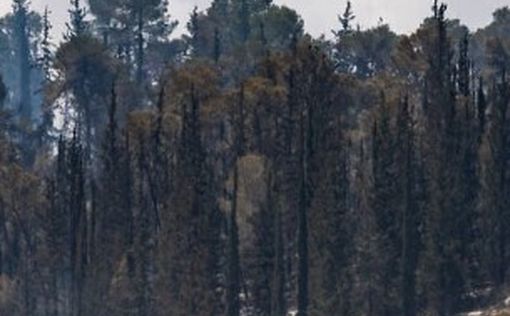 Лесной пожар на Иерусалимских холмах взят под контроль спустя более 24 часов