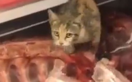 Видео: кошку поймали за поеданием мяса на витрине в магазине "Рами Леви"