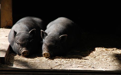 26 этажей: В Китае строят огромные многоэтажки для выращивания свиней