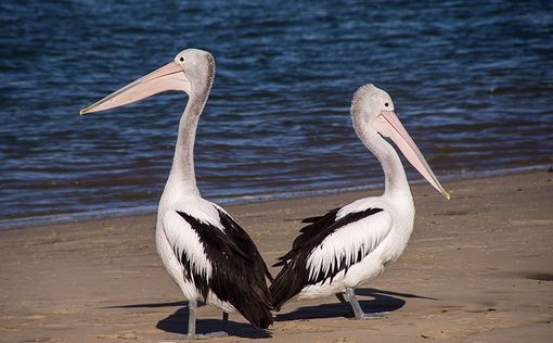В Перу из-за птичьего гриппа погибли тысячи пеликанов