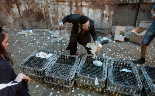 Министерство экологии попросило не мучить кур на Йом Кипур