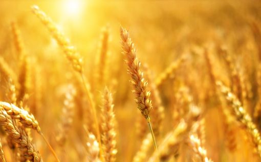 Трейдеры экспортировали более 6 миллионов тонн пшеницы из Украины