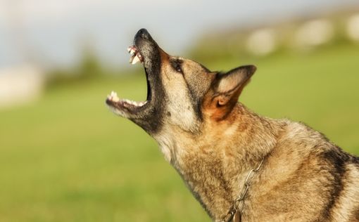 В Великобритании женщину насмерть загрызли две домашние собаки