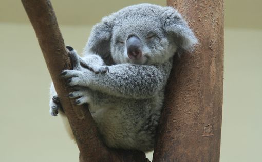 В Австралии при обыске у женщины в сумке нашли коалу