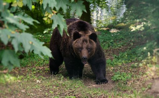 Самый ужасный поцелуй: Американец потерял челюсть в рукопашном бою с медведицей