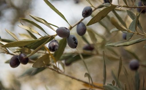 "Дни оливковой ветви". Последние выходные для сбора урожая!