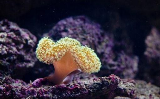 Большой Барьерный риф показал рекордный прирост кораллов, но все еще в опасности
