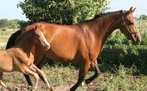 На шоссе 70 лошадь без всадника сбила девочку