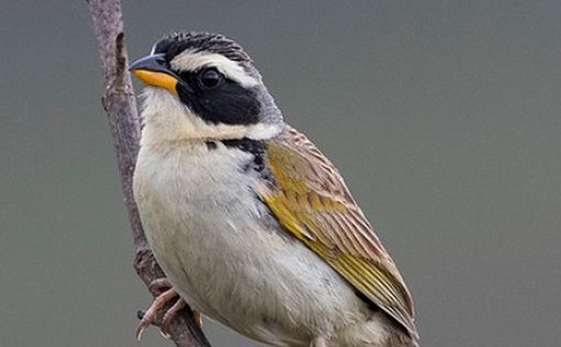 В Израиле во второй раз замечена редкая певчая птица