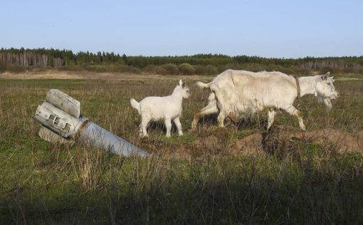 UAnimals призывает наказать РФ за экопреступления. Петиция