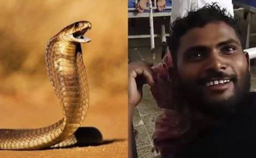 Отомстил: В Индии мужчина закусал змею до смерти