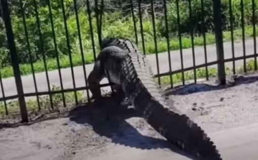 Видео: огромный аллигатор пришел "поиграть" в гольф и застрял в заборе