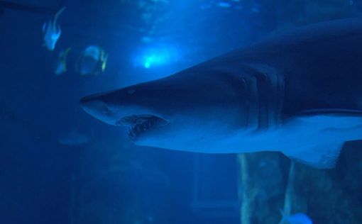 Мексика: большая белая акула откусила человеку голову