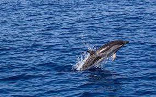 Тревожная тенденция: сотни мертвых дельфинов выбрасывает на побережье Франции