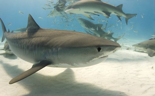 Тигровая акула жестоко убила туристку в Тихом океане