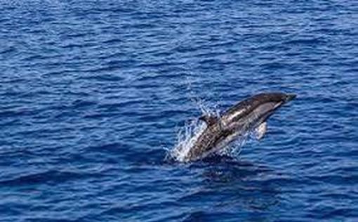 На побережье Тель-Авива выкинуло тушу мертвого дельфина